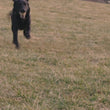 Load and play video in Gallery viewer, Extra Strength CBD Tincture for Pets - Peanut Butter
