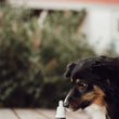 Load image into Gallery viewer, Full Spectrum CBD Tincture for Pets - Salmon