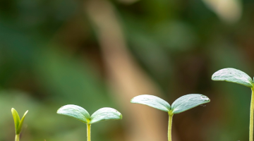 Growing Organic Hemp with Lee Hemp!